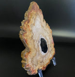 Petrified Wood Slice 6"x 9"